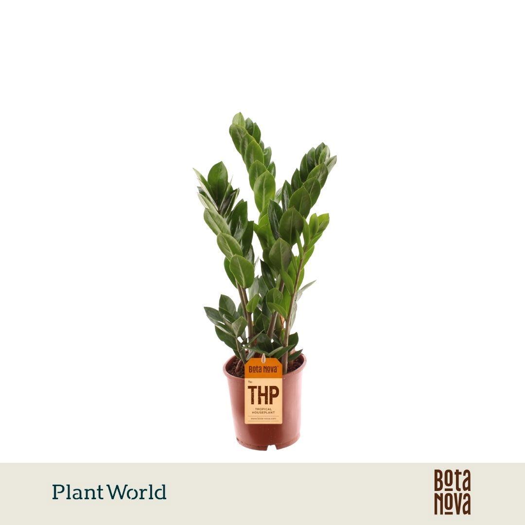 Горшечные цветы и растения оптом Zamioculcas 3+ от 7шт из Голландии с доставкой по России