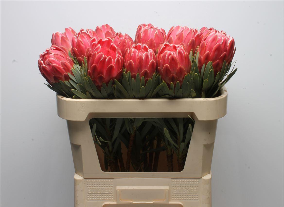 Срезанные цветы оптом Protea venus от 15шт из Голландии с доставкой по России