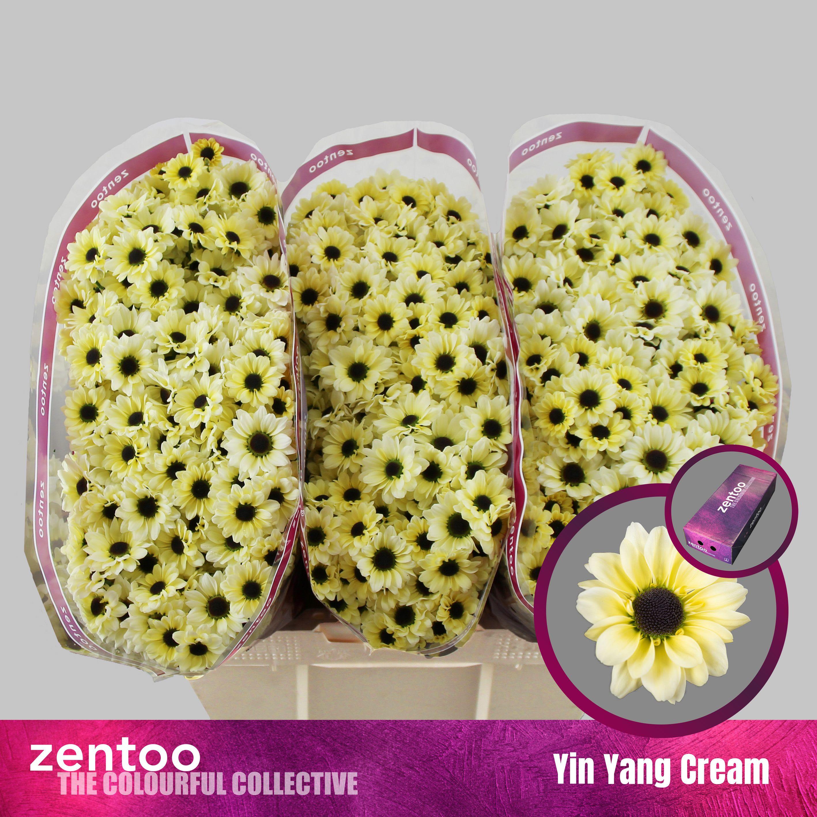 Срезанные цветы оптом Chrys sa yin yang cream от 225шт из Голландии с доставкой по России