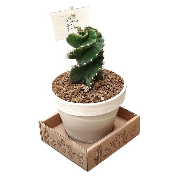 Горшечные цветы и растения оптом Cereus Forbesii Spiralis In White Basalt от 1шт из Голландии с доставкой по России