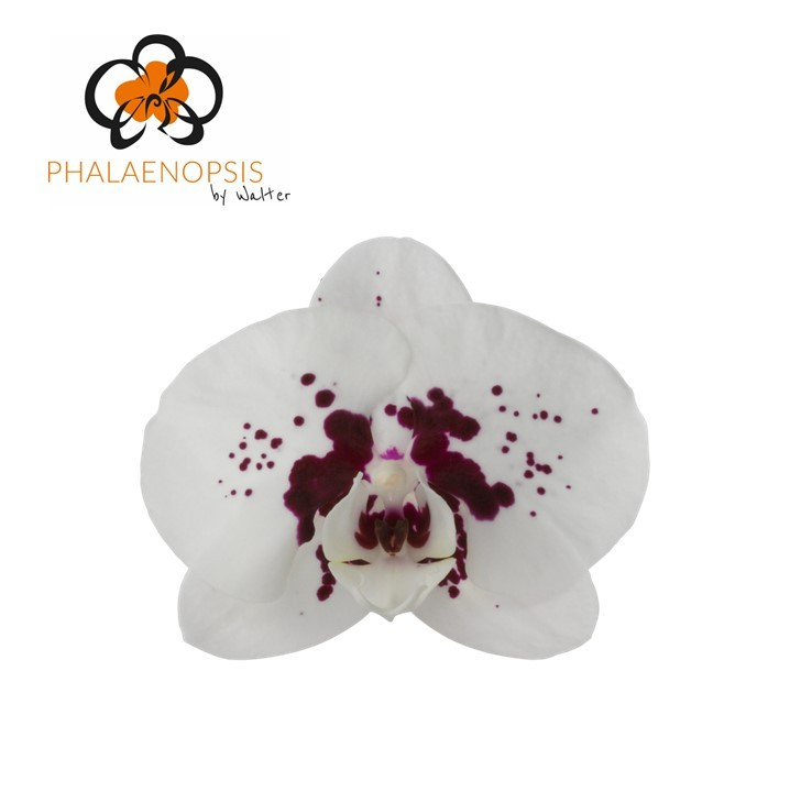 Срезанные цветы оптом Phalaenopsis chian xen panda wine drops (per flowe от 25шт из Голландии с доставкой по России