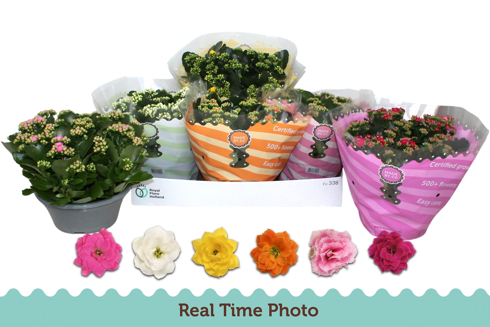 Горшечные цветы и растения оптом Kal Ge Gem 6 Kl от 3шт из Голландии с доставкой по России