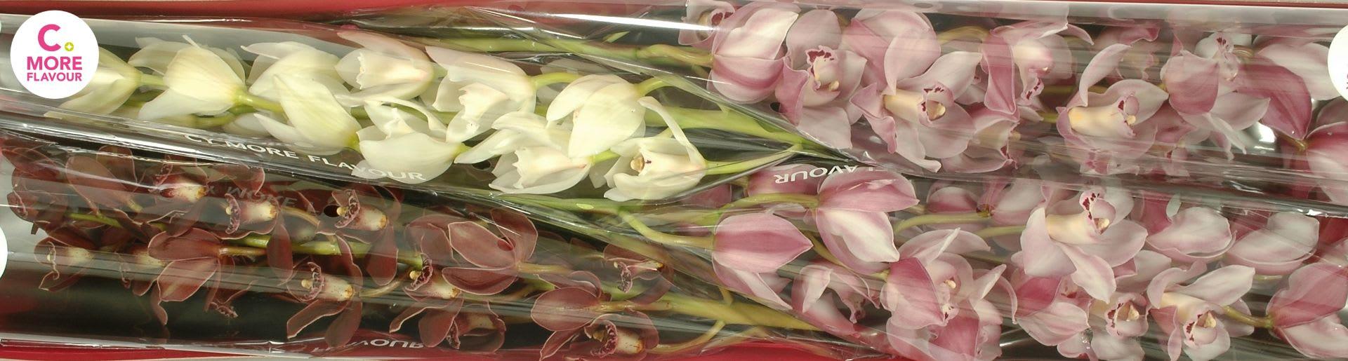 Срезанные цветы оптом Minicymbidium mix mothers day от 4шт из Голландии с доставкой по России