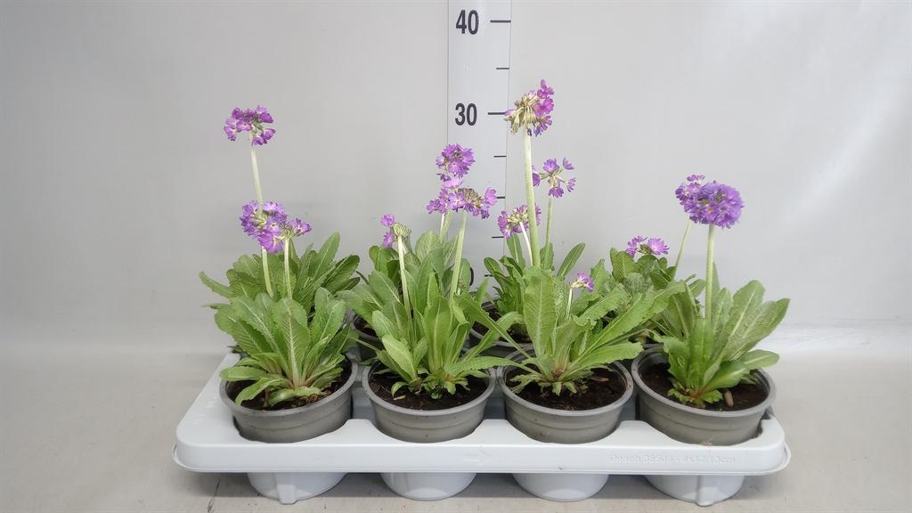 Горшечные цветы и растения оптом Primula Denticulata от 8шт из Голландии с доставкой по России