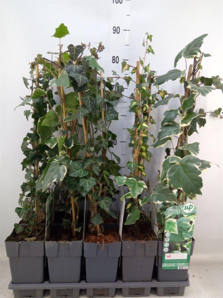 Горшечные цветы и растения оптом Hedera   ... от 10шт из Голландии с доставкой по России