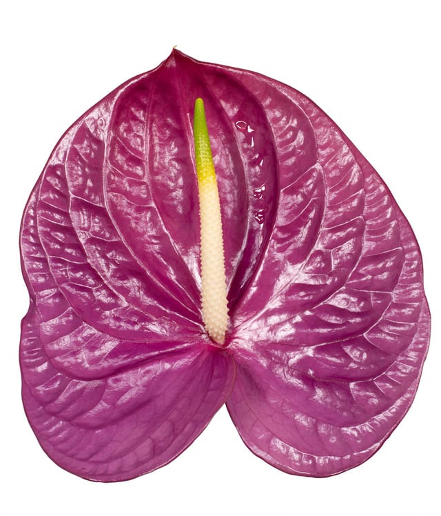 Срезанные цветы оптом Anthurium impreza 252 от 20шт из Голландии с доставкой по России