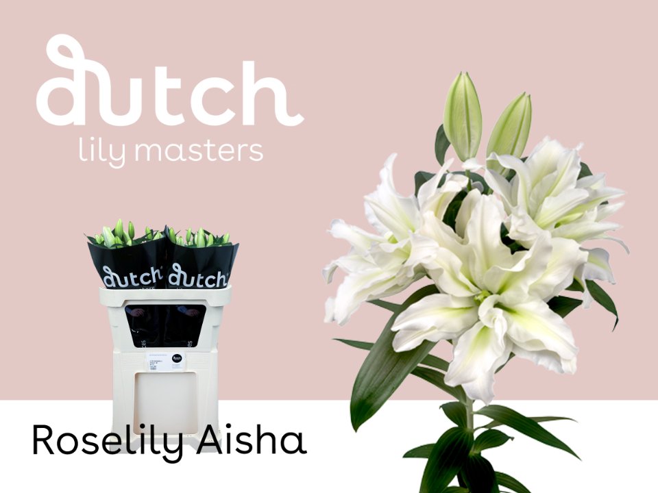 Срезанные цветы оптом Lilium or dbl roselily aisha от 20шт из Голландии с доставкой по России
