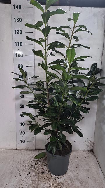 Горшечные цветы и растения оптом Prun La Novita от 1шт из Голландии с доставкой по России