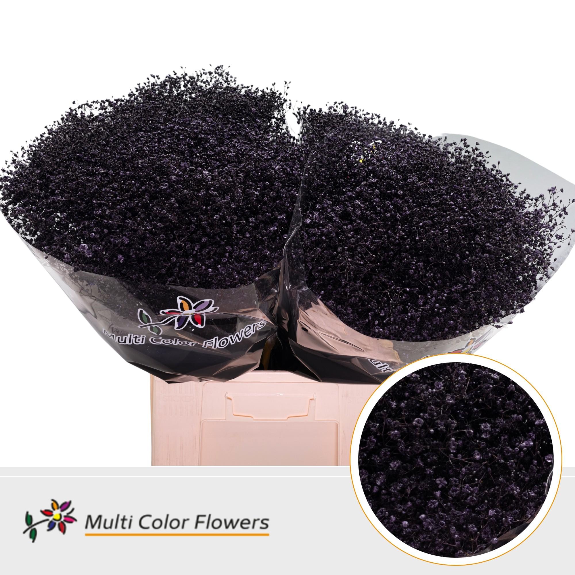 Срезанные цветы оптом Gyps fine paint aubergine от 100шт из Голландии с доставкой по России