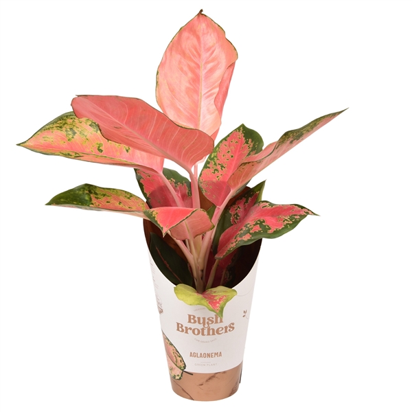 Горшечные цветы и растения оптом Aglaonema Orange Star от 6шт из Голландии с доставкой по России