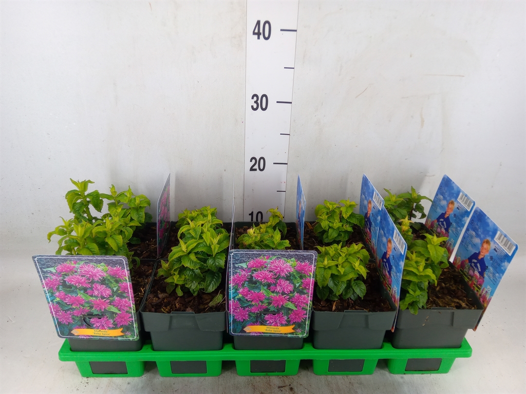 Горшечные цветы и растения оптом Monarda Mix Shelf от 10шт из Голландии с доставкой по России