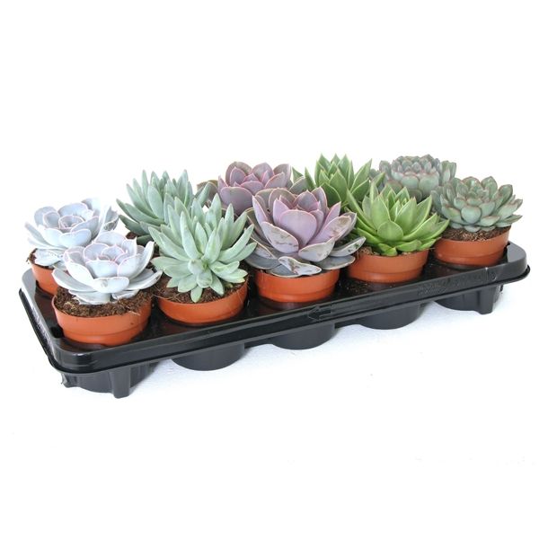 Горшечные цветы и растения оптом Echeveria Mix от 10шт из Голландии с доставкой по России