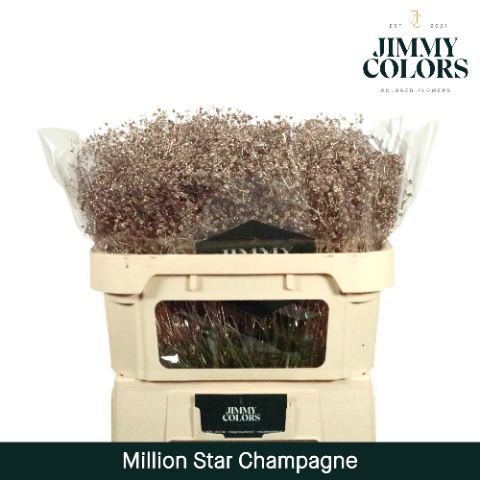 Срезанные цветы оптом Gyps fine paint champagne от 25шт из Голландии с доставкой по России