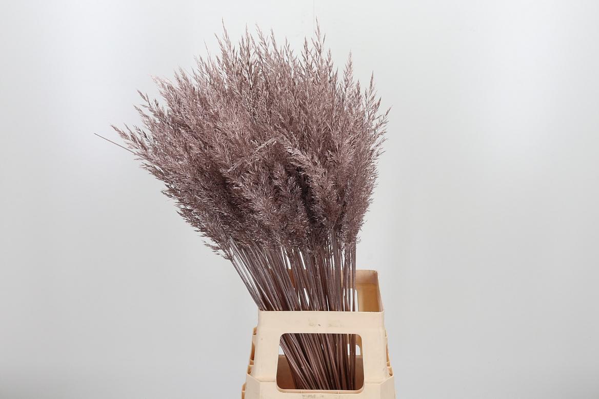 Срезанные цветы оптом Eryngium orion paint pink gold от 150шт из Голландии с доставкой по России