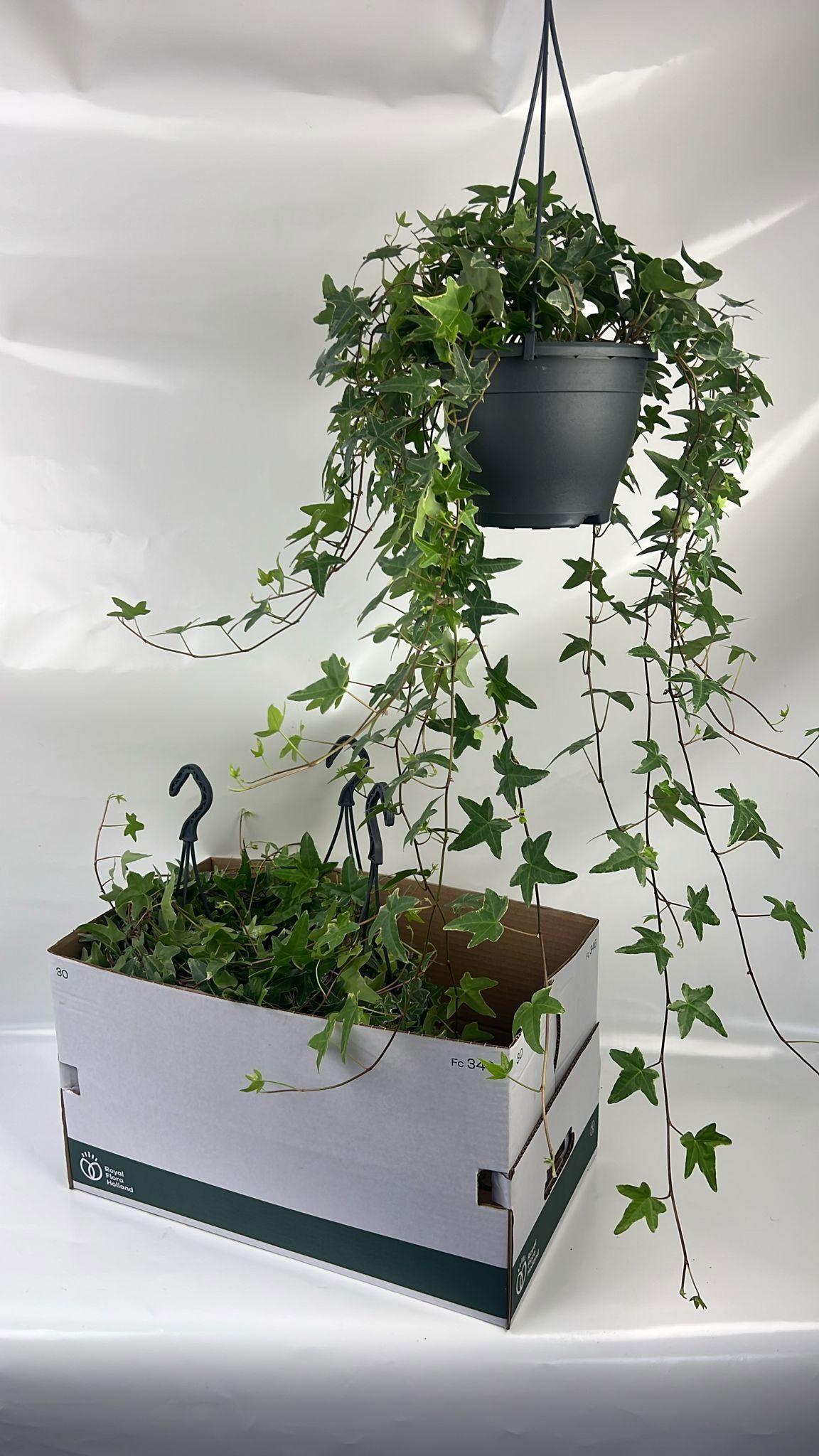 Горшечные цветы и растения оптом Hedera He Mona Lisa Hangpot от 4шт из Голландии с доставкой по России