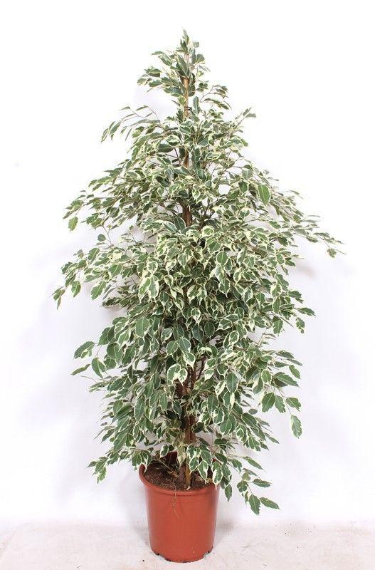 Горшечные цветы и растения оптом Ficus Be Twilight от 1шт из Голландии с доставкой по России