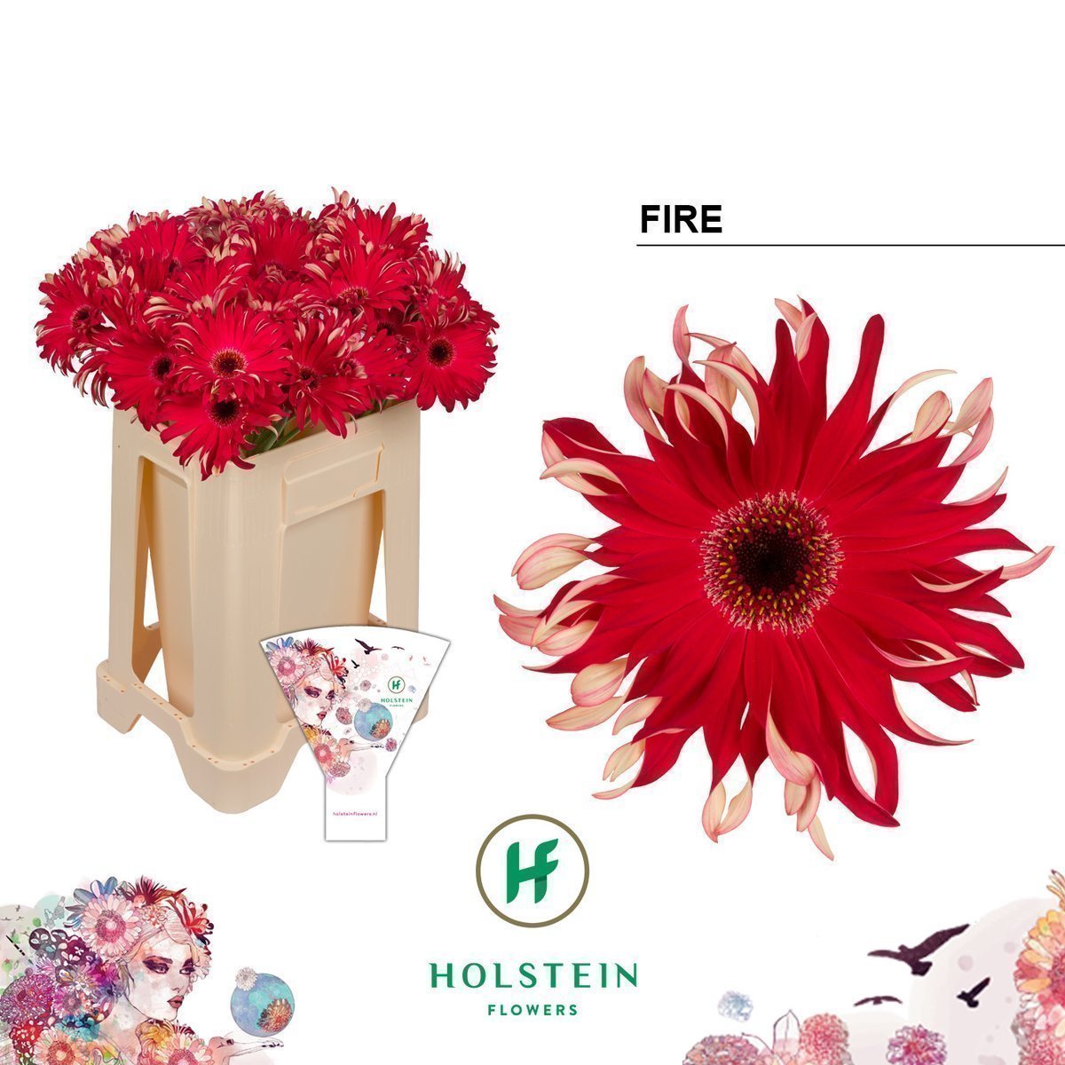 Срезанные цветы оптом Gerbera gerpasta fire от 40шт из Голландии с доставкой по России