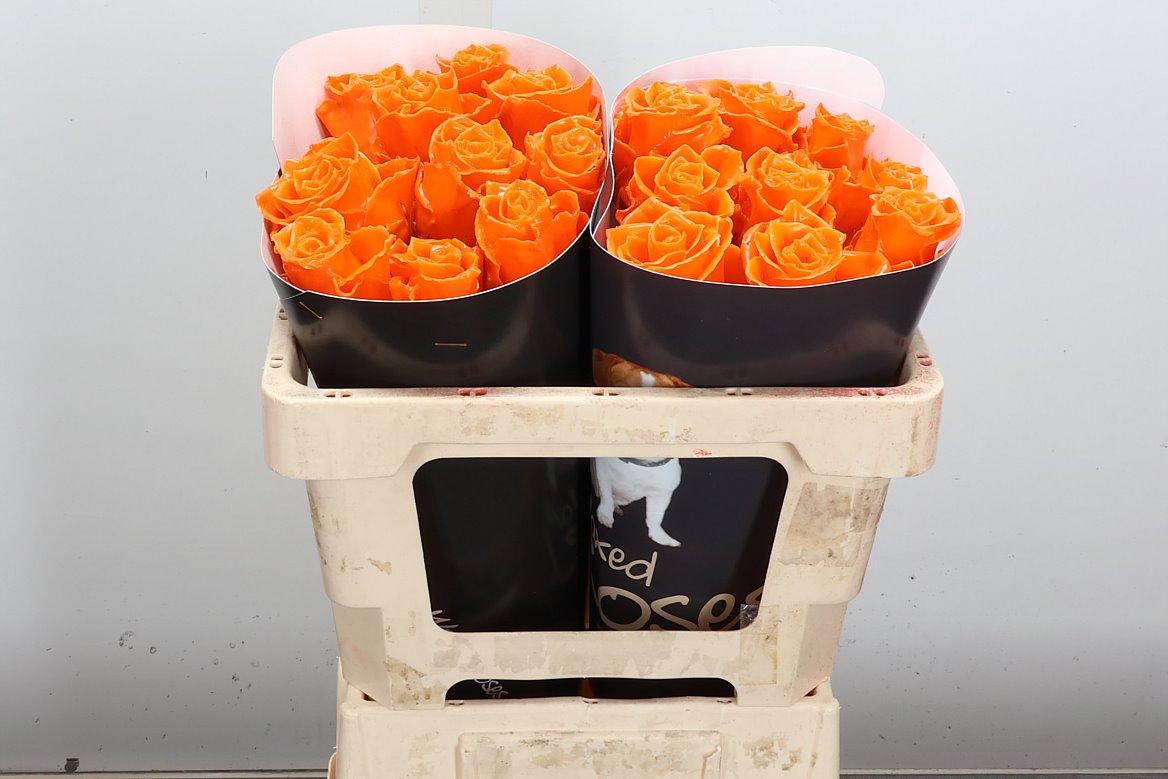 Срезанные цветы оптом Rosa large wax orange от 20шт из Голландии с доставкой по России