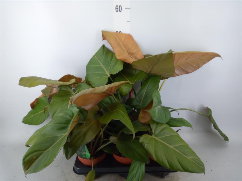 Горшечные цветы и растения оптом Philodendron Black Cardinal от 6шт из Голландии с доставкой по России