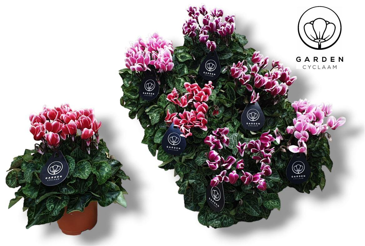 Горшечные цветы и растения оптом Cyclamen Garden Fuji Mix от 8шт (для телеги) из Голландии с доставкой по России