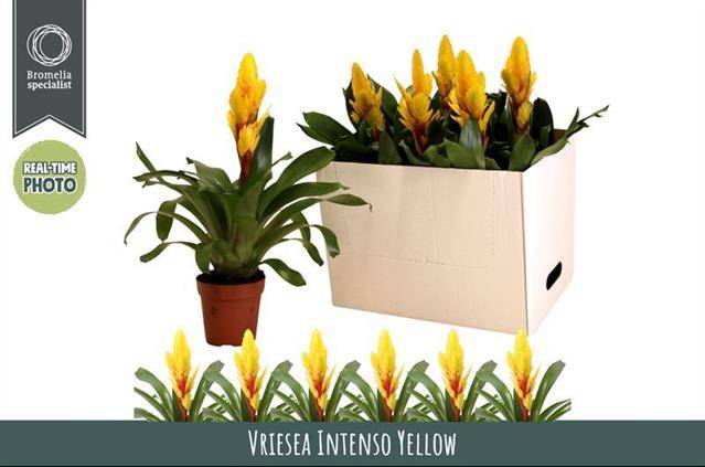 Горшечные цветы и растения оптом Vriesea Intenso Yellow от 6шт из Голландии с доставкой по России