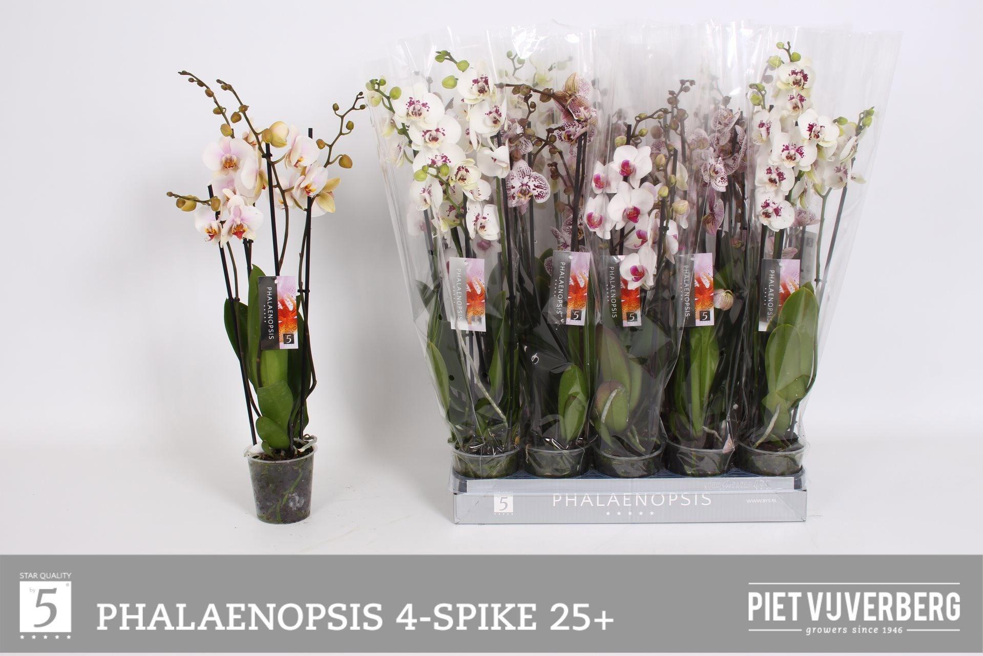 Горшечные цветы и растения оптом Phal 3st White от 10шт из Голландии с доставкой по России