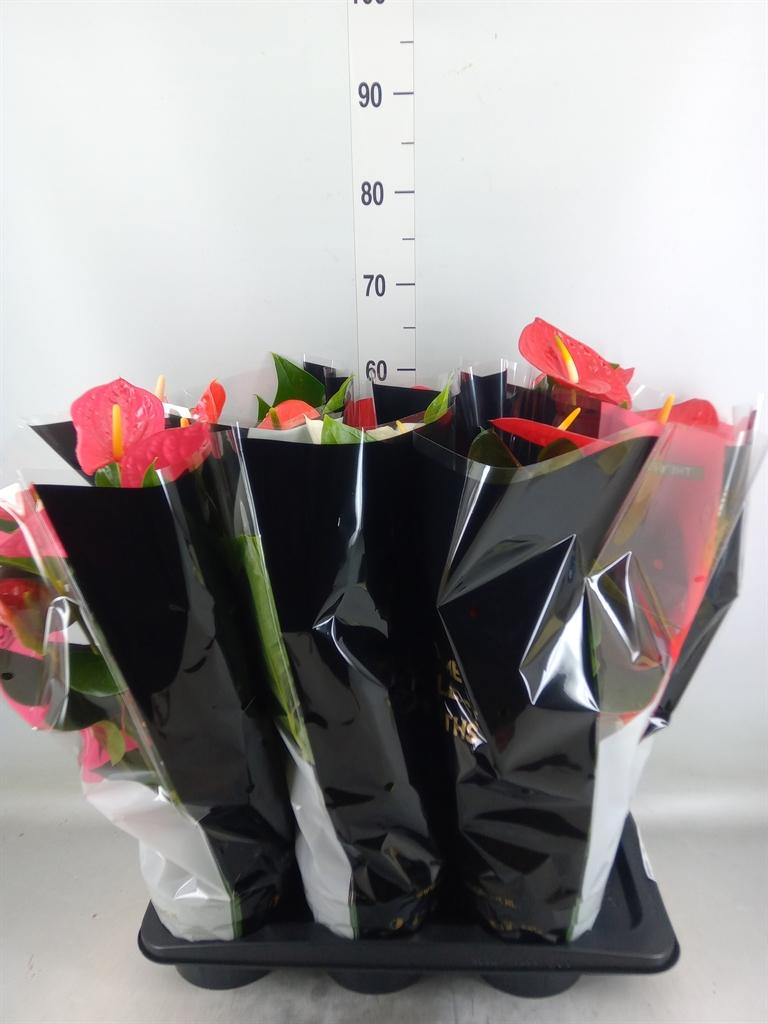 Горшечные цветы и растения оптом Anthurium   ...mix от 6шт из Голландии с доставкой по России