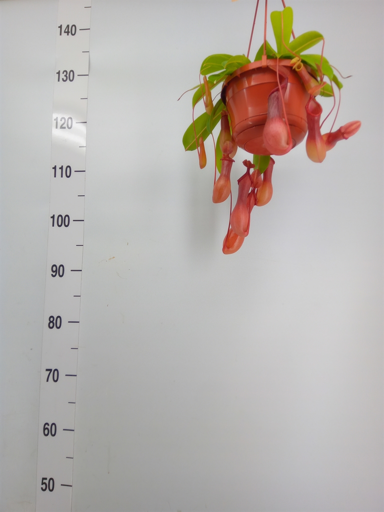 Горшечные цветы и растения оптом Nepenthes    ... от 1шт из Голландии с доставкой по России