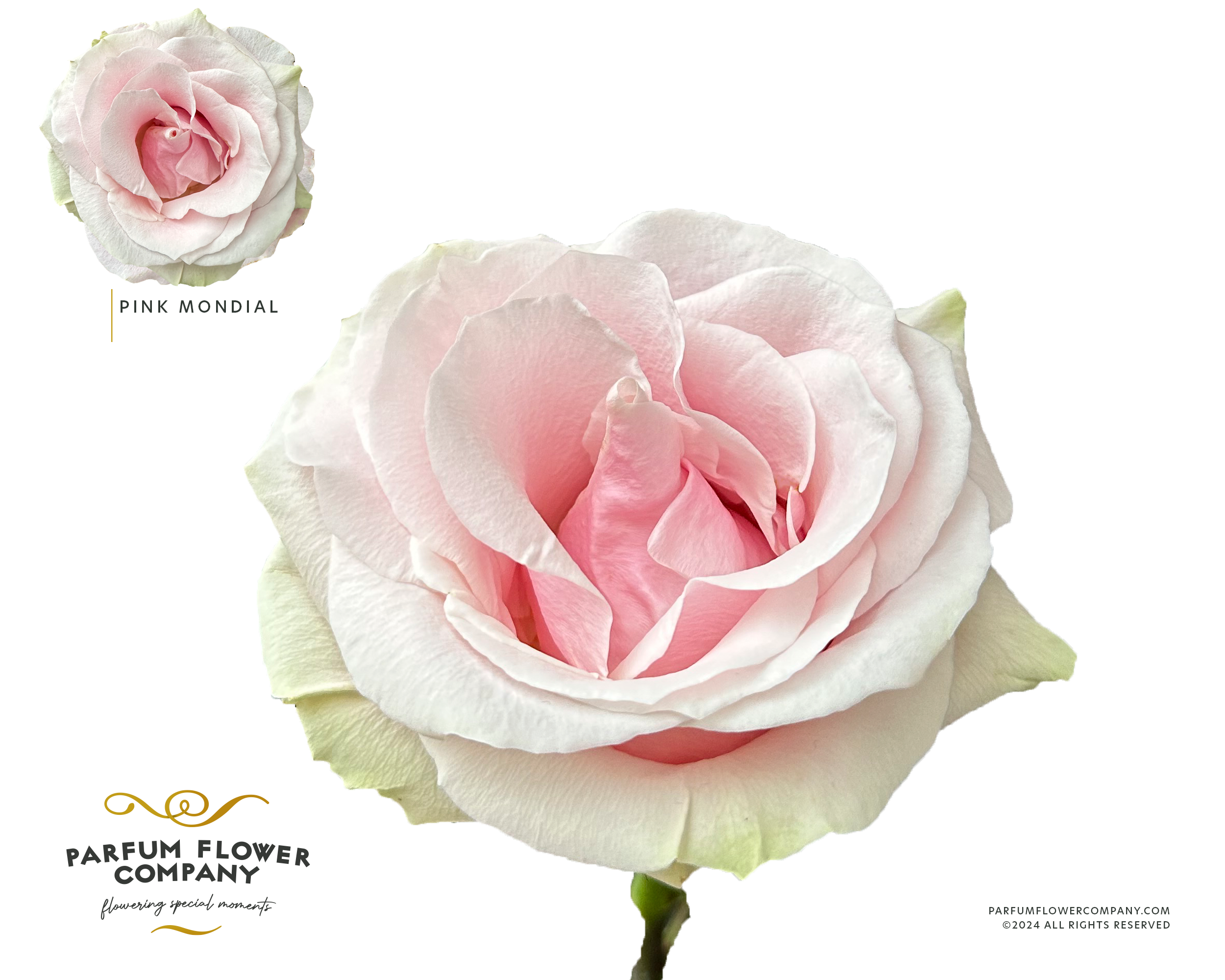 Срезанные цветы оптом Rosa la pink mondial от 12шт из Голландии с доставкой по России