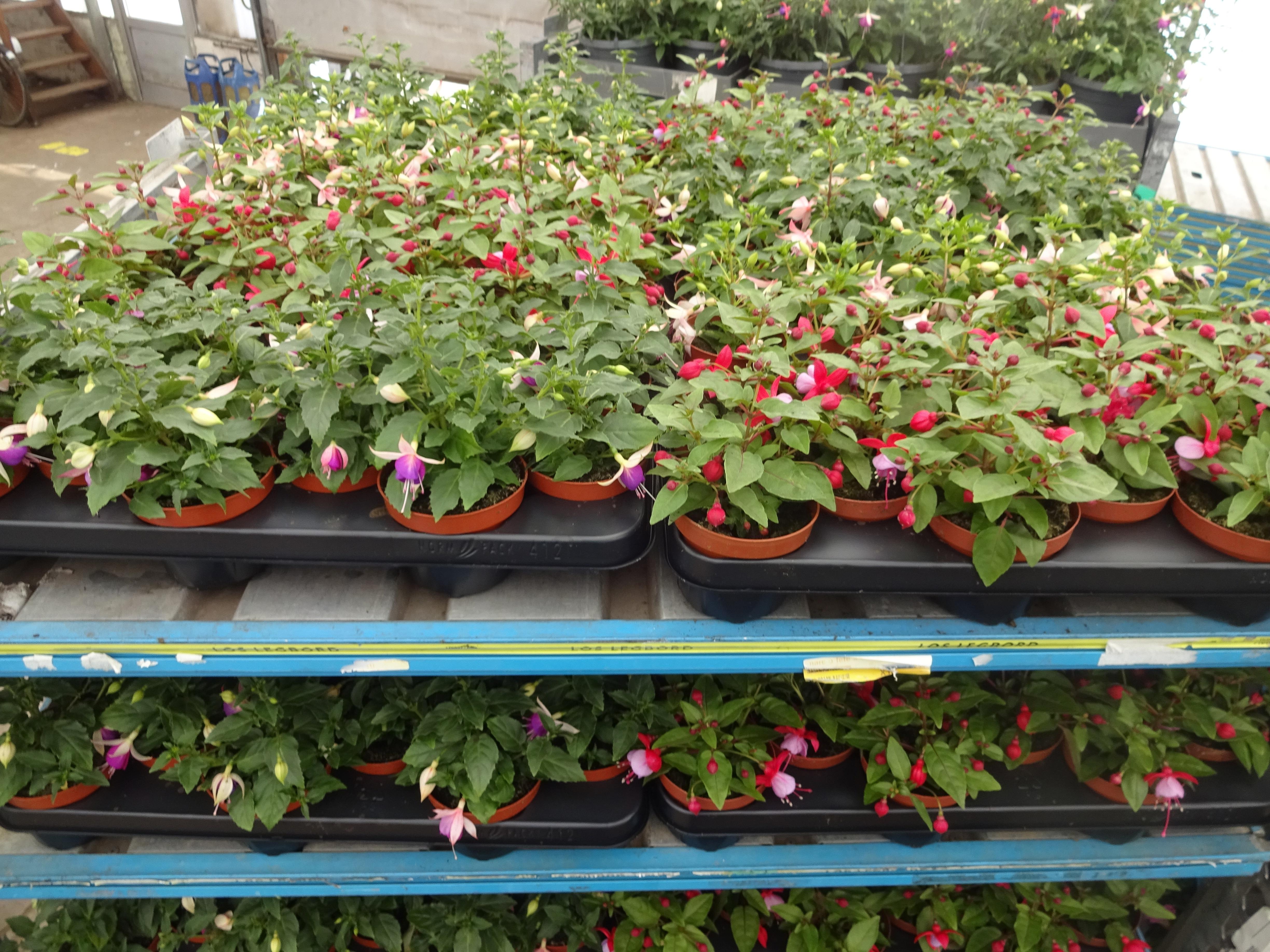 Горшечные цветы и растения оптом Fuchsia Mixk от 12шт из Голландии с доставкой по России