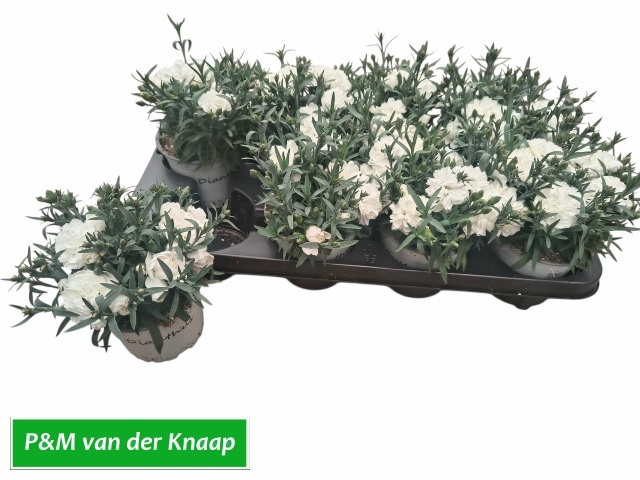 Горшечные цветы и растения оптом Dian S Tr Witta от 8шт из Голландии с доставкой по России