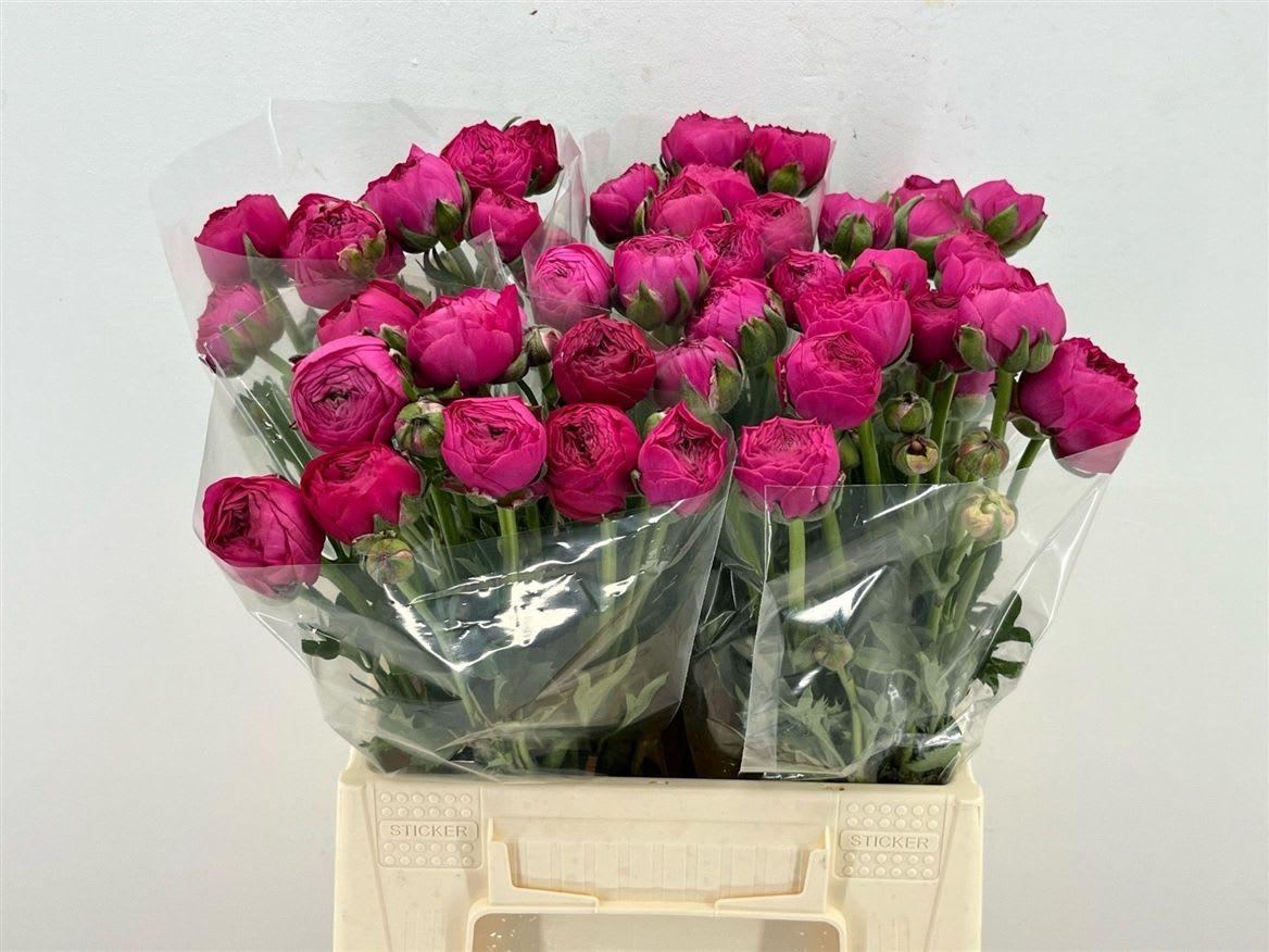 Срезанные цветы оптом Ranunculus aazur deep pink от 50шт из Голландии с доставкой по России