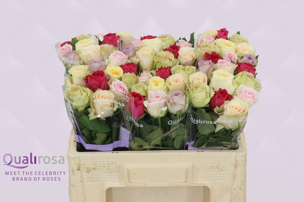 Срезанные цветы оптом Rosa large mix rainbow (mixbunch) от 60шт из Голландии с доставкой по России
