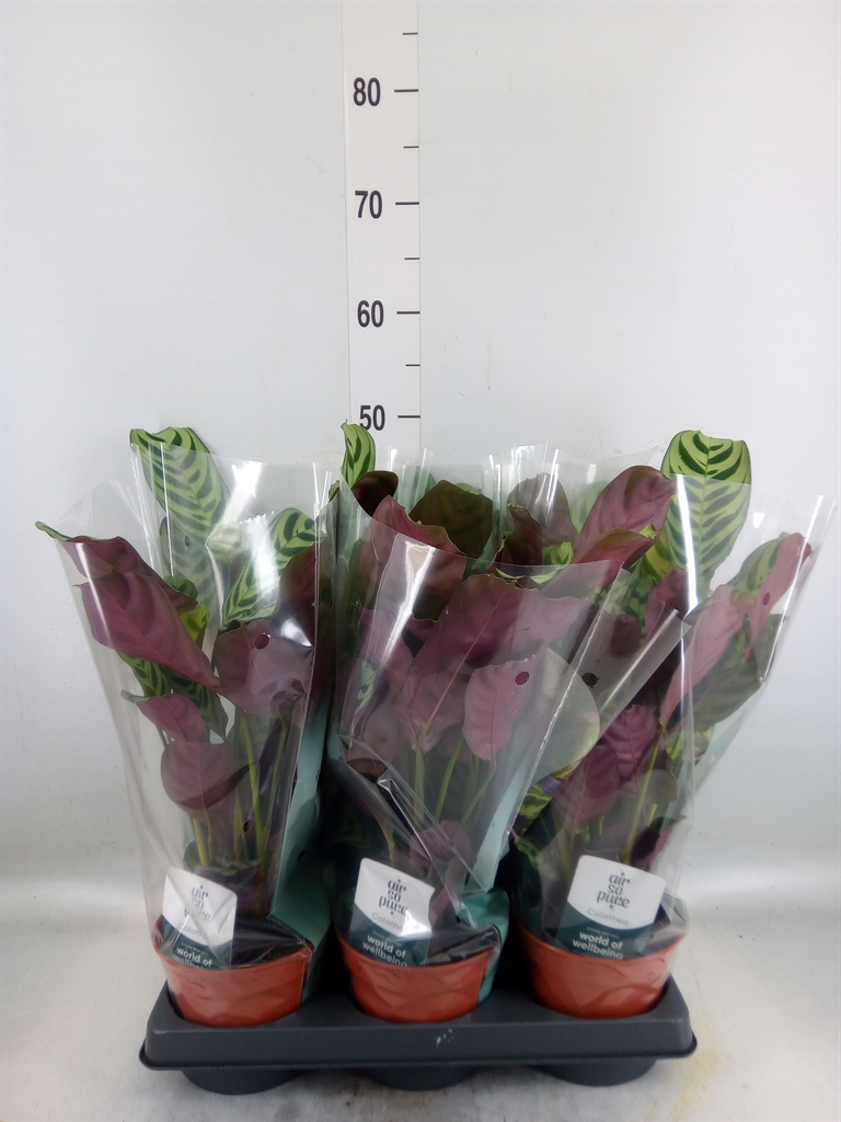 Горшечные цветы и растения оптом Ctenanthe Burle-marxii от 6шт из Голландии с доставкой по России