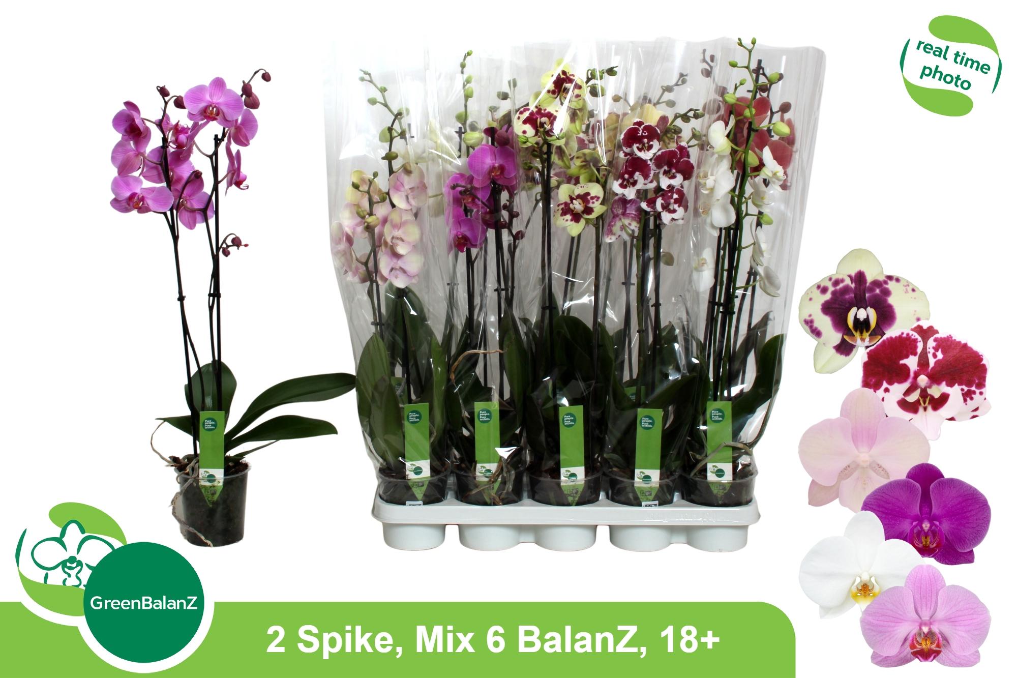 Горшечные цветы и растения оптом Phal Gem 6 Kl от 10шт из Голландии с доставкой по России