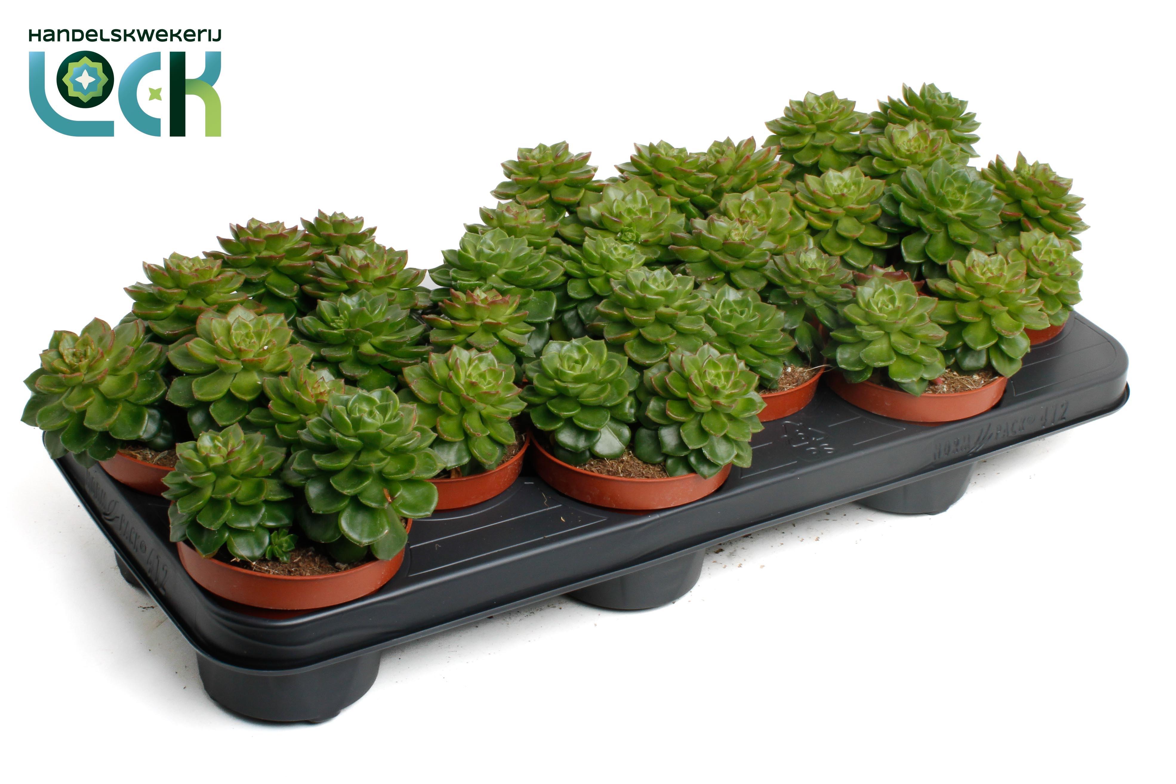 Горшечные цветы и растения оптом Echeveria Afines от 9шт из Голландии с доставкой по России