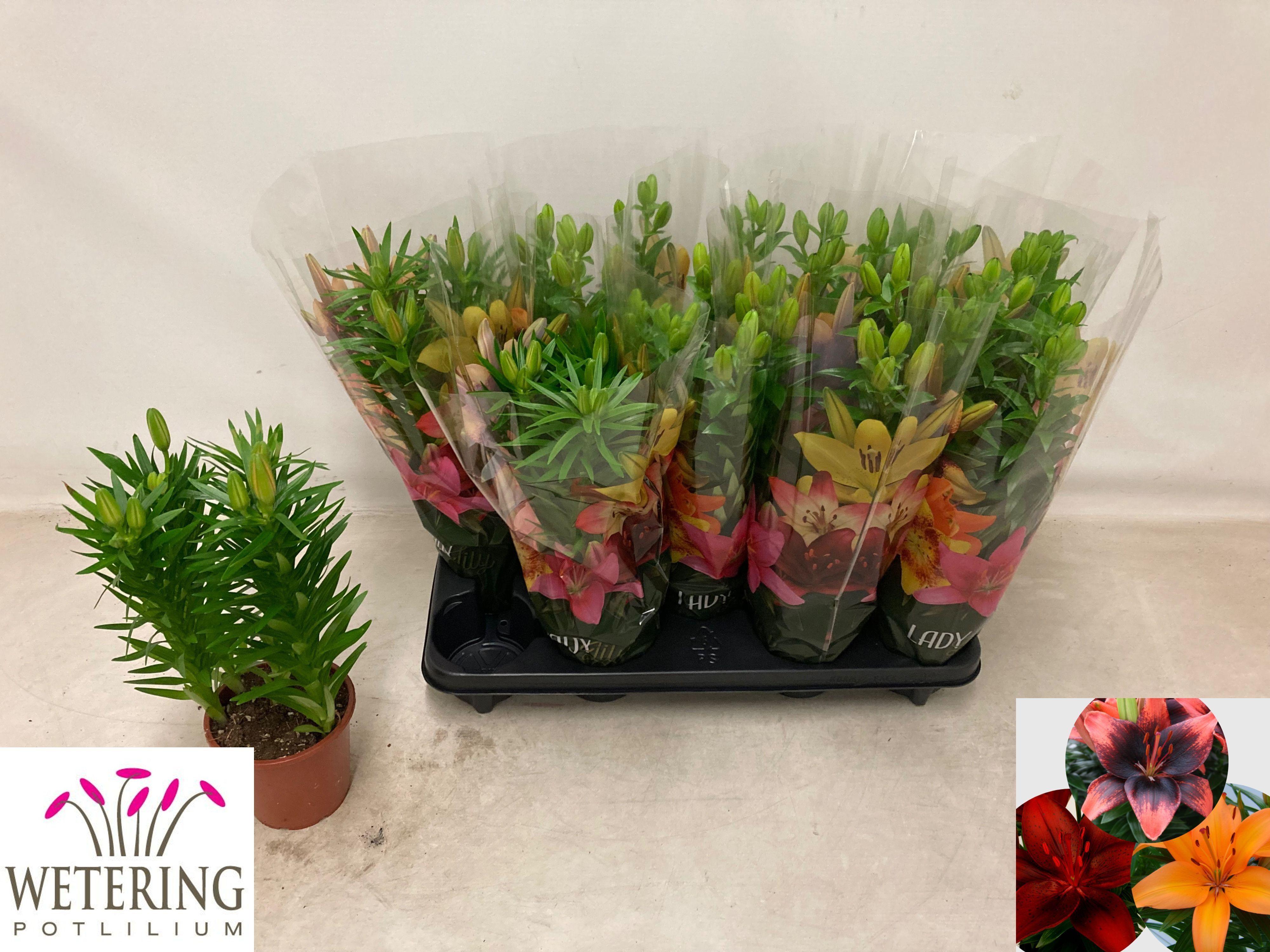 Горшечные цветы и растения оптом Lil As Gem от 9шт из Голландии с доставкой по России