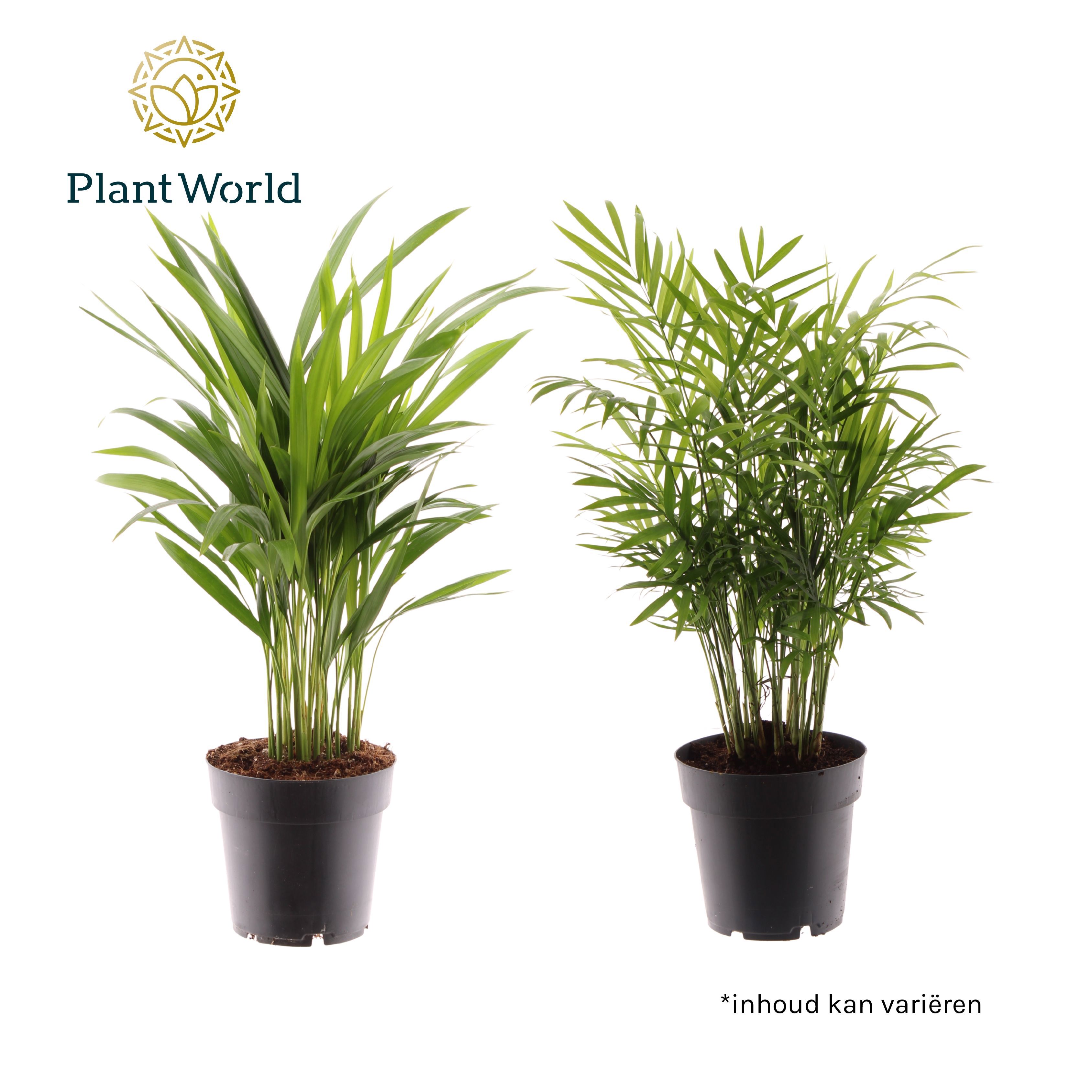 Горшечные цветы и растения оптом Palm Mix от 7шт из Голландии с доставкой по России