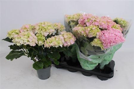 Горшечные цветы и растения оптом Hydr M Hi River 6-7+ от 4шт из Голландии с доставкой по России