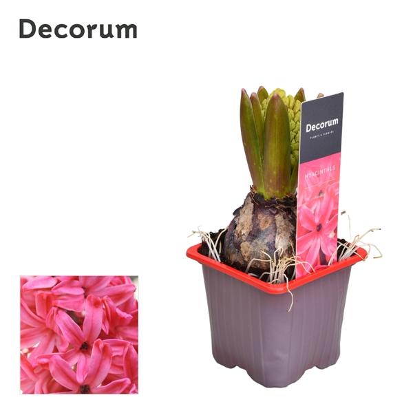 Горшечные цветы и растения оптом Hyacinthus Jan Bos 1pp Label (decorum) от 24шт (для телеги) из Голландии с доставкой по России
