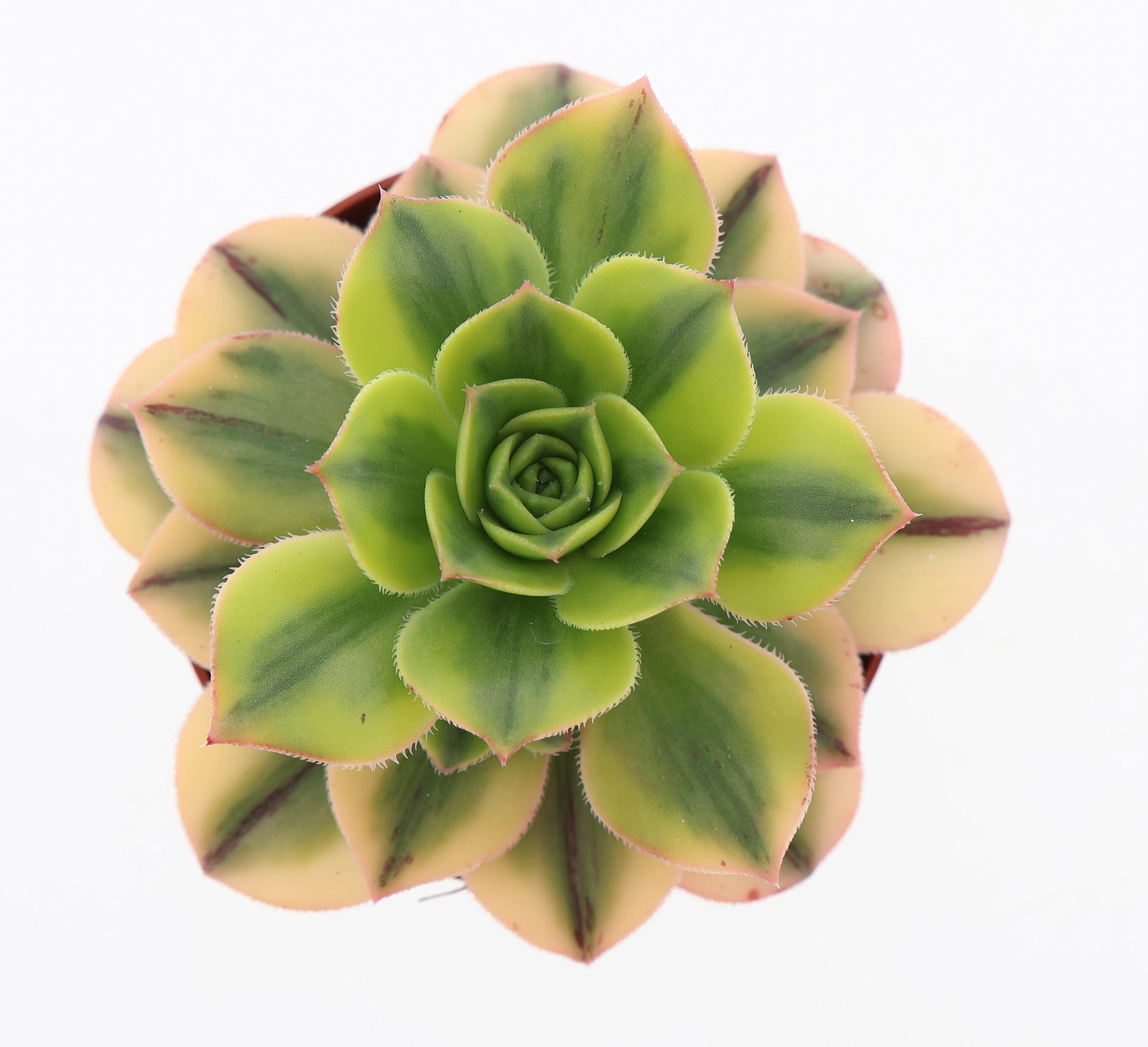 Горшечные цветы и растения оптом Aeonium Kiwi от 12шт (для телеги) из Голландии с доставкой по России
