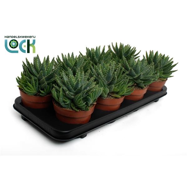 Горшечные цветы и растения оптом Aloe Brevifolia от 6шт из Голландии с доставкой по России