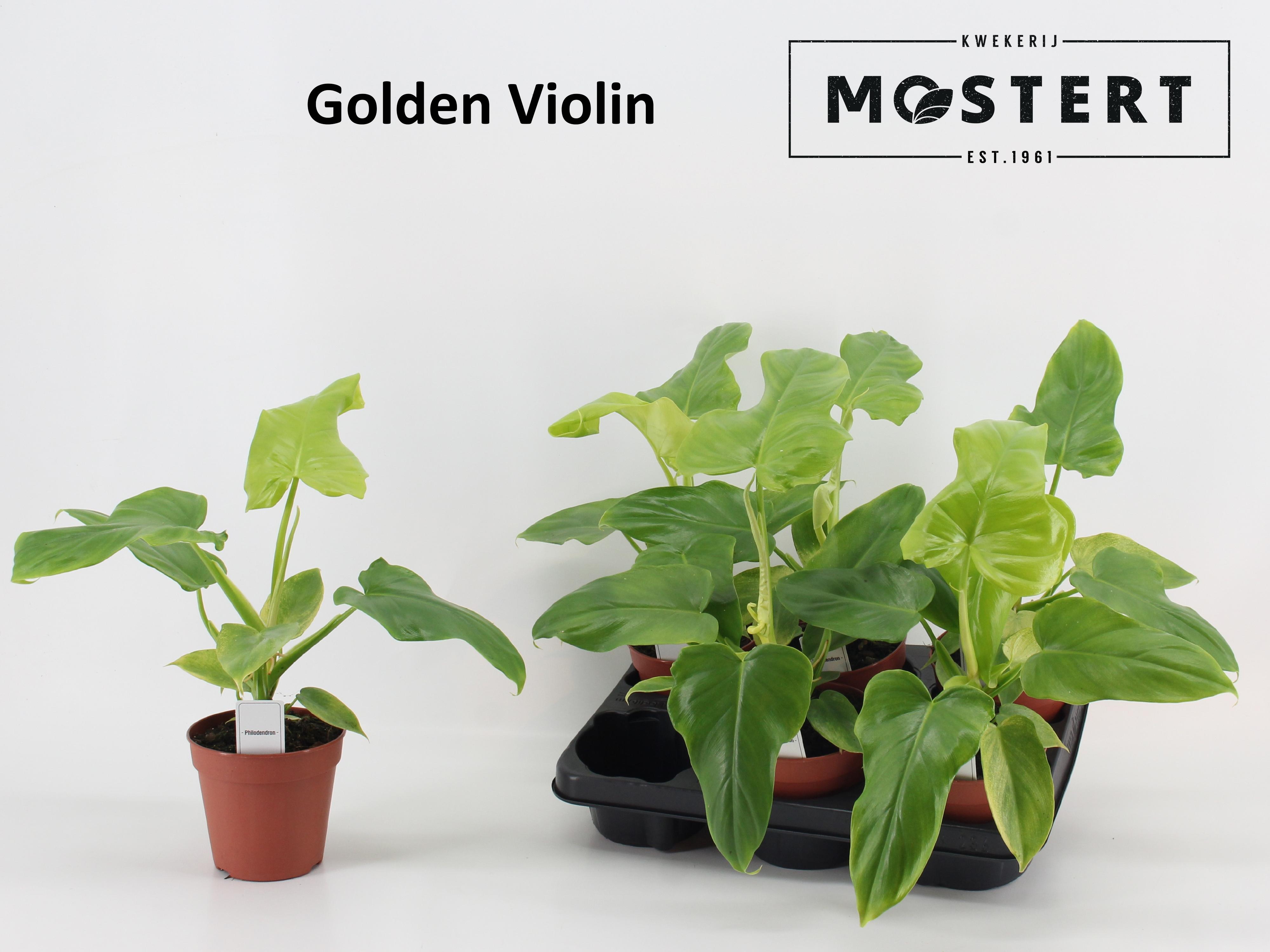 Горшечные цветы и растения оптом Phil Overig от 6шт из Голландии с доставкой по России