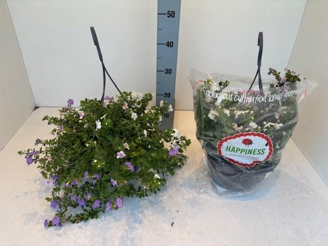 Горшечные цветы и растения оптом Bacopa Ov от 1шт из Голландии с доставкой по России