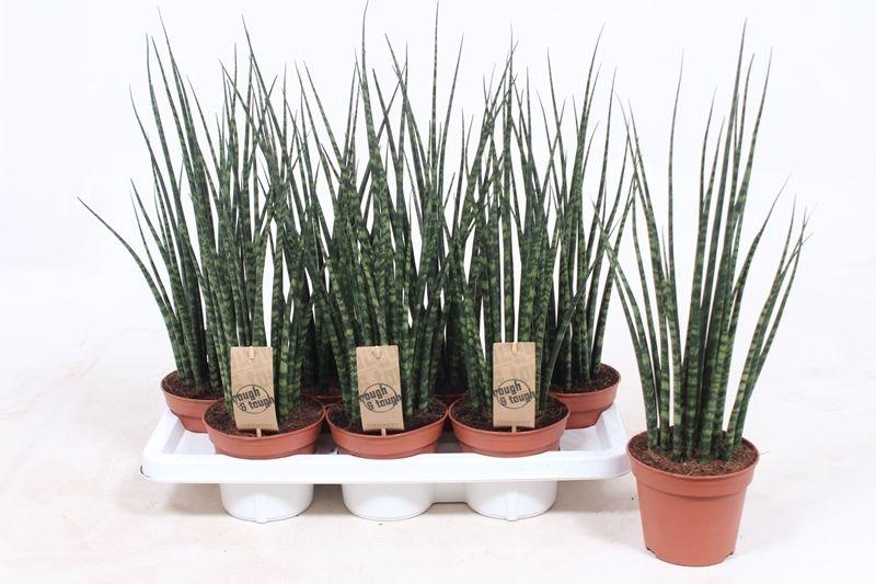 Горшечные цветы и растения оптом Sansevieria Fernwood Mikado от 7шт из Голландии с доставкой по России