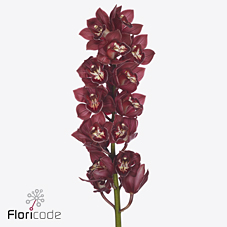 Срезанные цветы оптом Cymbidium red beauty auckland от 12шт из Голландии с доставкой по России