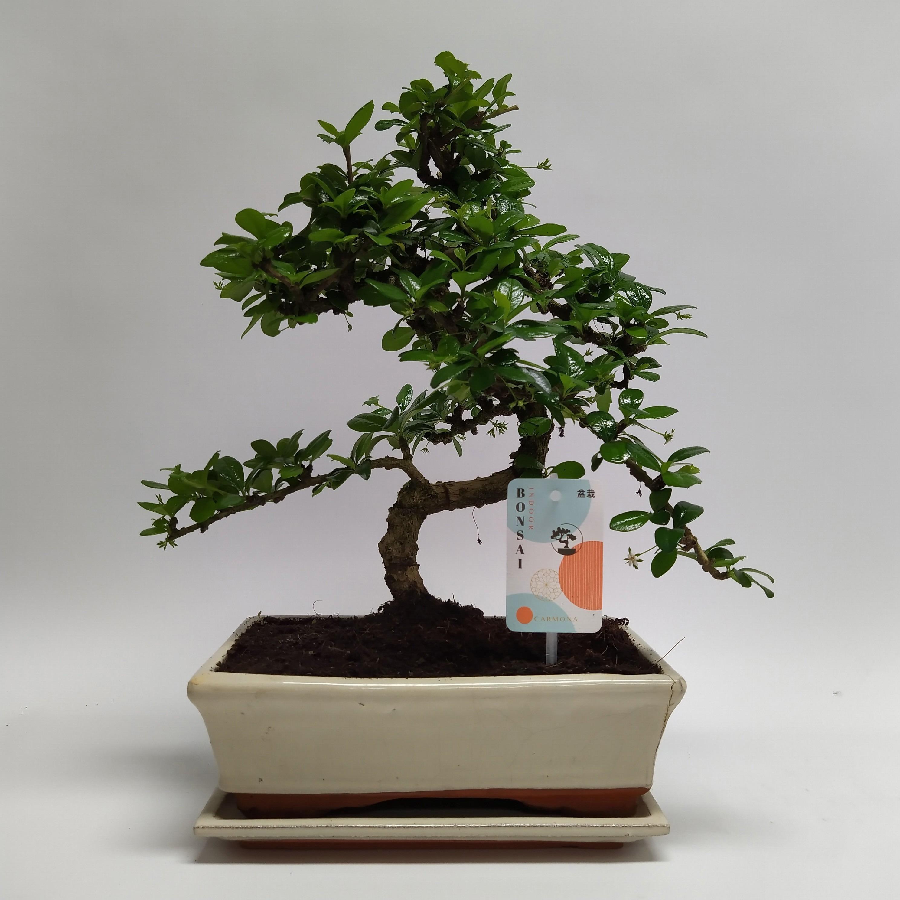 Горшечные цветы и растения оптом Carmona S-shape Bonsai Traditional Tray от 4шт из Голландии с доставкой по России