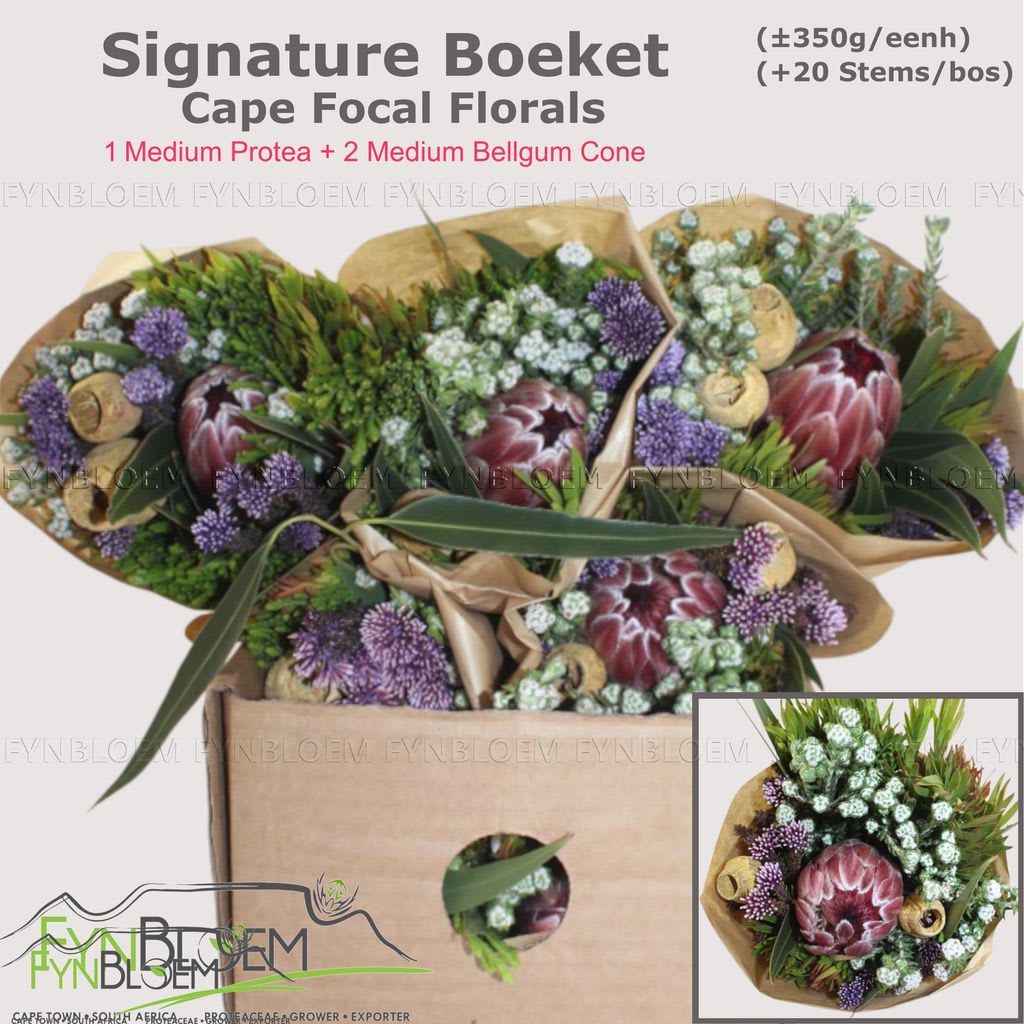 Срезанные цветы оптом Protea bq signature 1 protea 2 cones от 8шт из Голландии с доставкой по России