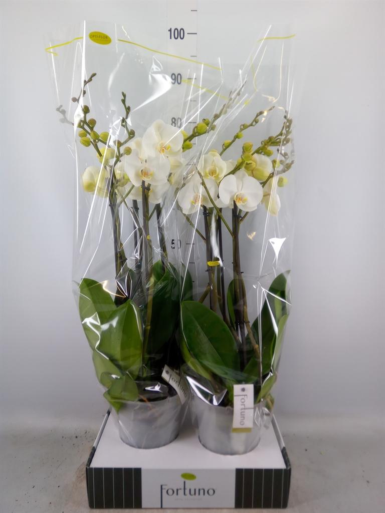 Горшечные цветы и растения оптом Phalaenopsis   ...white от 2шт из Голландии с доставкой по России