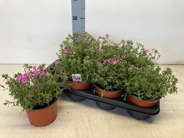 Горшечные цветы и растения оптом Phlox Ov от 7шт из Голландии с доставкой по России